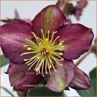 Helleborus &amp;#39;Star of Passion&amp;#39; (pot 11 cm)