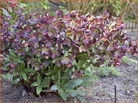 Helleborus 'Star of Passion' | Kerstroos, Lenteroos, Vastenroos, Nieskruid | Lenzrose | Lenten Rose