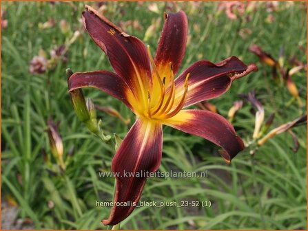 Hemerocallis &amp;#x0027;Black Plush&amp;#x0027; | Daglelie | Taglilie | Day Lily