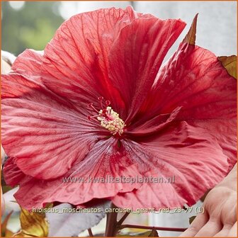 Hibiscus moscheutos &#039;Carousel Geant Red&#039; | Tuinhibiscus, Moerashibiscus, Altheastruik, Heemstroos | Roseneibisch | Sw