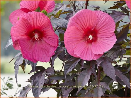 Hibiscus moscheutos &#039;Carousel Pink Passion&#039; | Tuinhibiscus, Moerashibiscus, Altheastruik, Heemstroos | Roseneibisch |
