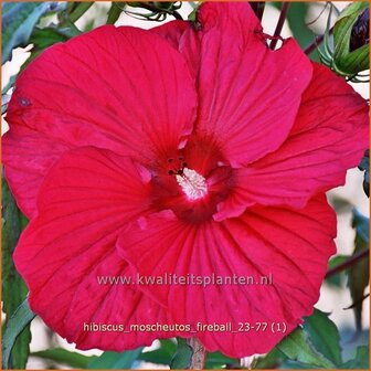 Hibiscus moscheutos &#039;Fireball&#039; | Tuinhibiscus, Moerashibiscus, Altheastruik, Heemstroos | Roseneibisch | Swamp Mallow