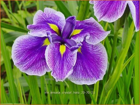 Iris ensata &amp;#x0027;Crystal Halo&amp;#x0027; | Japanse iris, Iris, Lis | Japanische Sumpf-Schwertlilie | Japanese Iris
