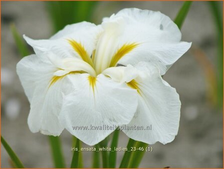 Iris ensata &#039;White Ladies&#039; | Japanse lis, Japanse iris, Lis, Iris | Japanische Sumpf-Schwertlilie | Japanese Iris