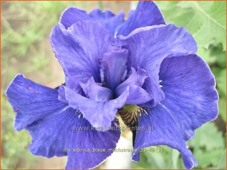 Iris sibirica &#039;Blaue Milchstrasse&#039; | Siberische lis, Lis, Iris | Sibirische Schwertlilie | Siberian Iris