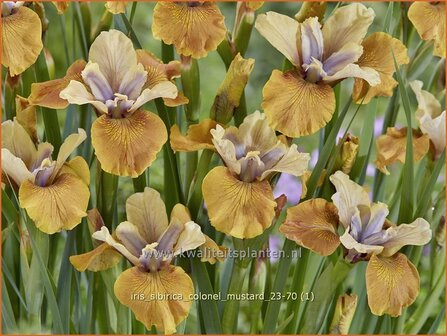 Iris sibirica &#039;Colonel Mustard&#039; | Siberische lis, Lis, Iris | Sibirische Schwertlilie | Siberian Iris