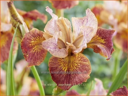 Iris sibirica &#039;Paprikash&#039; | Siberische lis, Lis, Iris | Sibirische Schwertlilie | Siberian Iris