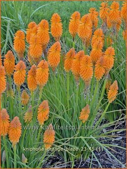 Kniphofia &#039;Orange Blaze&#039; | Vuurpijl, Fakkellelie | Fackellilie | Red Hot Poker
