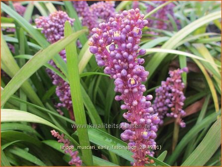 Liriope muscari &amp;#x0027;Early Fascination&amp;#x0027; | Leliegras | Lilientraube | Lilyturf