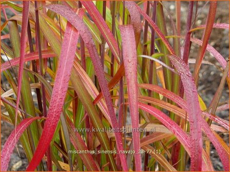 Miscanthus sinensis &#039;Navajo&#039; | Chinees prachtriet, Chinees riet, Japans sierriet, Prachtriet | Chinaschilf | Eulalia 