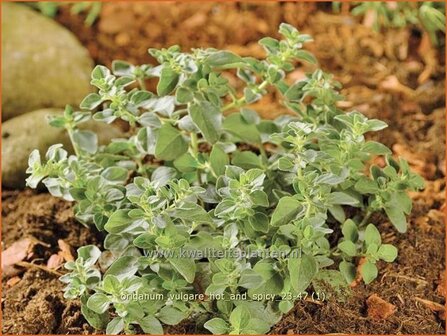 Origanum vulgare &#039;Hot and Spicy&#039; | Wilde marjolein, Oregano, Marjolein, Majoraan | Gew&ouml;hnlicher Dost | Wild Oregano