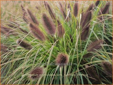 Pennisetum alopecuroides &amp;#x0027;Kim&amp;#x0027;s Nightmare&amp;#x0027; | Breed lampenpoetsersgras, Borstelveergras, Lampen