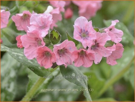 Pulmonaria &#039;Pretty in Pink&#039; | Longkruid | Lungenkraut | Lungwort
