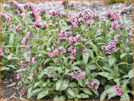 Pulmonaria &#039;Pretty in Pink&#039; | Longkruid | Lungenkraut | Lungwort