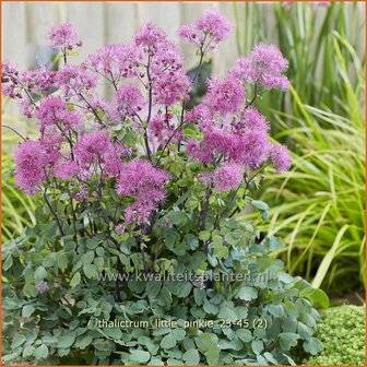 Thalictrum &#039;Little Pinkie&#039; | Ruit | Wiesenraute | Meadow Rue