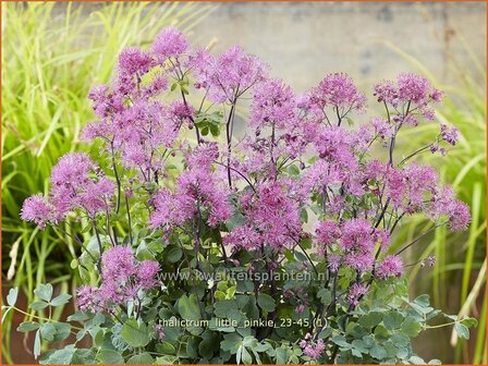 Thalictrum &#039;Little Pinkie&#039; | Ruit | Wiesenraute | Meadow Rue