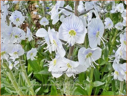 Veronica gentianoides &#039;Tissington White&#039; | Gentiaanereprijs, Ereprijs | Enzianbl&auml;ttriger Ehrenpreis | Gentian Speedw