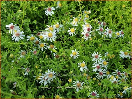Aster ericoides &#039;Herbstmyrte&#039; | Heideaster, Sluieraster, Aster | Heide-Aster