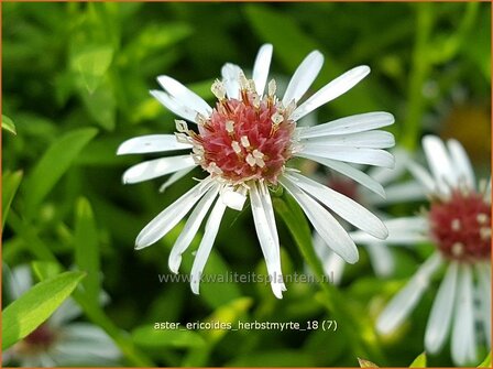 Aster ericoides &#039;Herbstmyrte&#039; | Heideaster, Sluieraster, Aster | Heide-Aster