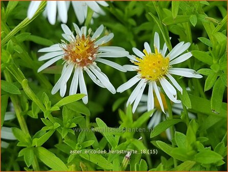 Aster ericoides &#039;Herbstmyrte&#039; | Heideaster, Sluieraster, Aster | Heide-Aster