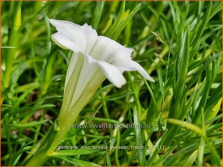 Gentiana sino-ornata &#039;Weisser Traum&#039; | Gentiaan | Chinesischer Herbst-Enzian | Showy Chinese Gentian