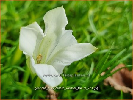 Gentiana sino-ornata &#039;Weisser Traum&#039; | Gentiaan | Chinesischer Herbst-Enzian | Showy Chinese Gentian