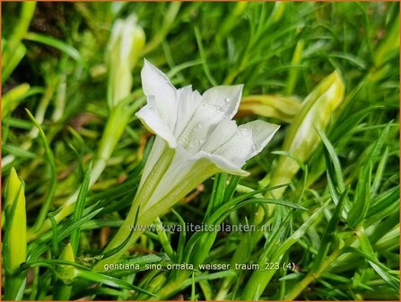 Gentiana sino-ornata &#039;Weisser Traum&#039; | Gentiaan | Chinesischer Herbst-Enzian | Showy Chinese Gentian