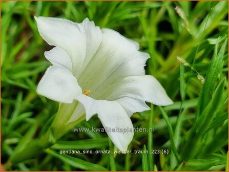 Gentiana sino-ornata &#039;Weisser Traum&#039; | Gentiaan | Chinesischer Herbst-Enzian | Showy Chinese Gentian