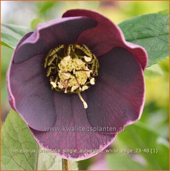 Helleborus orientalis &#039;Single Aubergine White Edge&#039; | Kerstroos, Lenteroos, Vastenroos, Oosters nieskruid, Nieskr