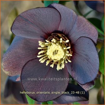 Helleborus orientalis &#039;Single Black&#039; | Kerstroos, Lenteroos, Vastenroos, Oosters nieskruid, Nieskruid | Lenzrose 