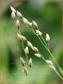 Melica uniflora &#039;Alba&#039; | Eenbloemig parelgras, Parelgras | Einbl&uuml;tiges Perlgras | Wood Melic