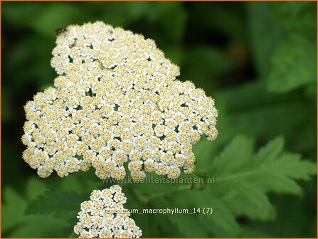 Tanacetum macrophyllum | Wormkruid | Gro&szlig;bl&auml;ttrige Wucherblume | Rayed Tansy