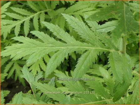 Tanacetum macrophyllum | Wormkruid | Gro&szlig;bl&auml;ttrige Wucherblume | Rayed Tansy