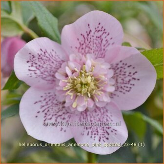 Helleborus orientalis &#039;Anemone Pink Spotted&#039; | Kerstroos, Lenteroos, Vastenroos, Oosters nieskruid, Nieskruid | L