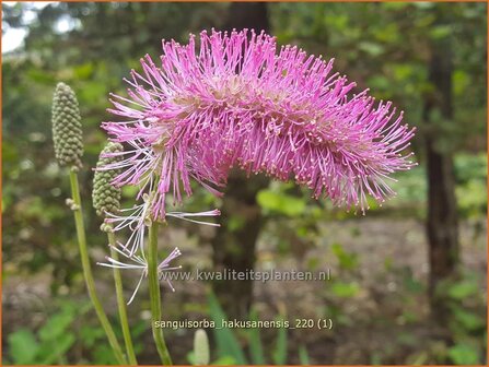 Sanguisorba hakusanensis | Pimpernel, Sorbenkruid | Koreanischer Wiesenknopf | Korean Mountain Burnet