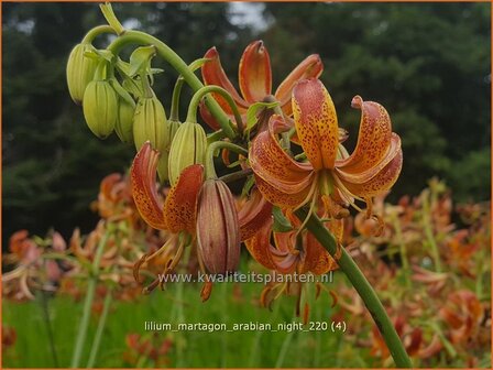 Lilium martagon &#039;Arabian Night&#039; | Turkse lelie, Lelie | T&uuml;rkenbund-Lilie