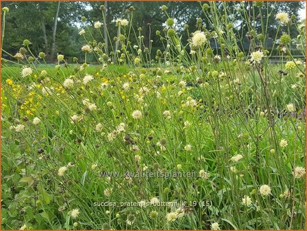 Succisa pratensis &#039;Buttermilk&#039; | Blauwe knoop | Gew&ouml;hnlicher Teufelsabbiss