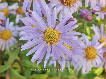 Aster ageratoides &#039;Eleven Purple&#039; | Japanse dwergaster, Aster | Ageratum-&auml;hnliche Aster | Asian Aster