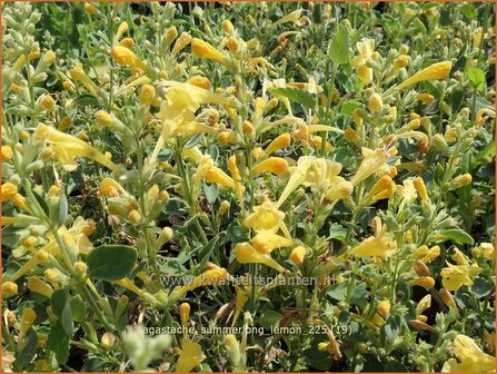 Agastache 'Summerlong Lemon' | Dropplant, Anijsnetel, Dropnetel | Duftnessel | Giant Hyssop