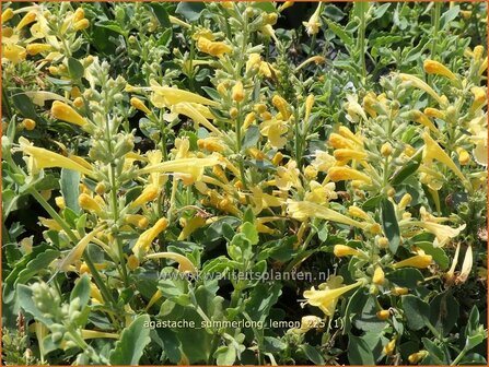 Agastache 'Summerlong Lemon' | Dropplant, Anijsnetel, Dropnetel | Duftnessel | Giant Hyssop