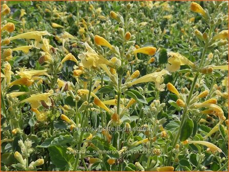 Agastache 'Summerlong Lemon' | Dropplant, Anijsnetel, Dropnetel | Duftnessel | Giant Hyssop