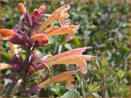 Agastache 'Summerlong Peach' | Dropplant, Anijsnetel, Dropnetel | Duftnessel | Giant Hyssop