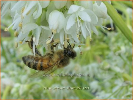 Allium cernuum 'Album' | Amerikaanse look, Indianenlook, Sierui, Look | Nickender Lauch | Lady's Leek