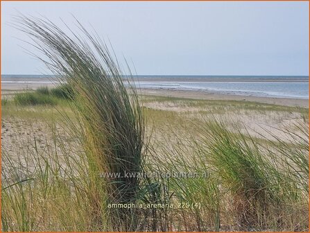 Ammophila arenaria | Helmgras (inlands), Helm | Gew&ouml;hnlicher Strandhafer | European Beach Grass