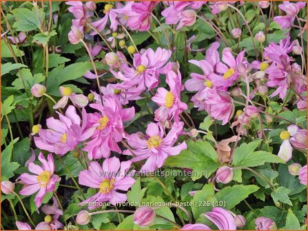 Anemone hybrida 'Harlequin Pastel' | Herfstanemoon, Japanse anemoon, Anemoon | Herbstanemone | Japanese Anemone