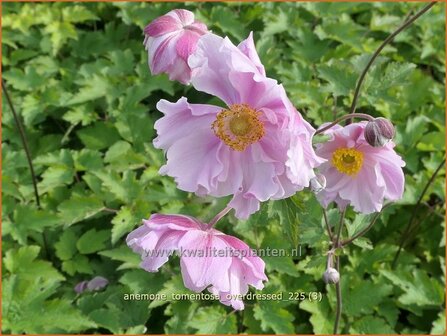 Anemone tomentosa 'Overdressed' | Hoge herfstanemoon, Herfstanemoon, Anemoon | Filzige Herbst-Anemone | Grapeleaf Ane