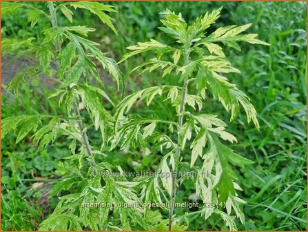 Artemisia vulgaris 'Oriental Limelight' | Bijvoet, Alsem | Gew&ouml;hnlicher Beifu&szlig; | Common Wormwood
