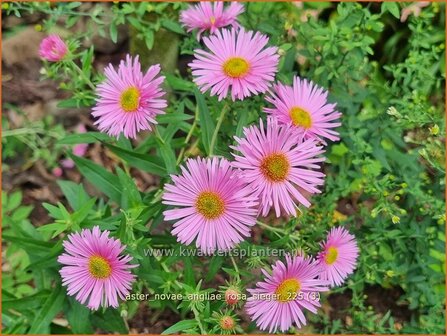 Aster novae-angliae 'Rosa Sieger' | Nieuw-Engelse aster, Herfstaster, Aster | Raublatt-Aster | New England Aster