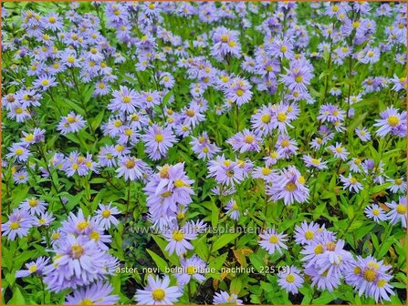 Aster novi-belgii &amp;#x0027;Blaue Nachhut&amp;#x0027; | Nieuw-Nederlandse aster, Herfstaster, Aster | Glattblatt-Aster | New 