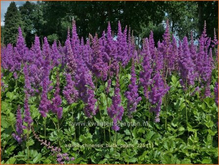 Astilbe chinensis 'Black Pearls' | Pluimspirea, Spirea, Prachtspirea | Chinesische Prachtspiere | Chinese Astilbe